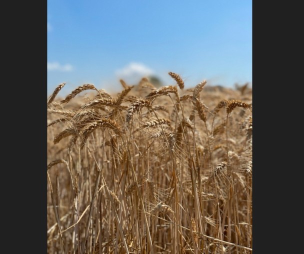 Il mondo e il grano